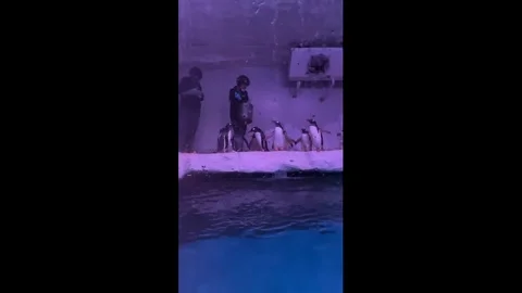 Thailand: Penguins queue for fish as keeper hands out food at zoo Stock Footage 323907197
