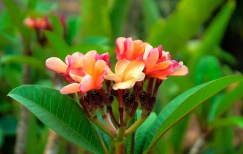 Thailand Stock Photos