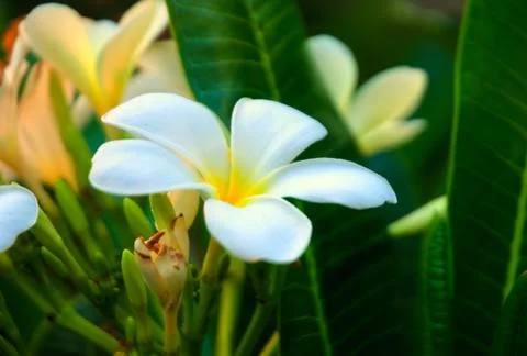 Thailand Stock Photos