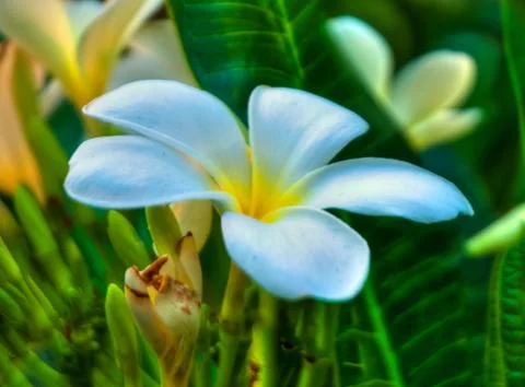 Thailand Stock Photos