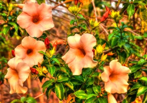 Thailand Stock Photos