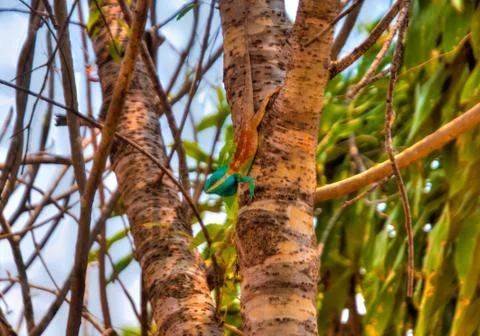 Thailand Stock Photos