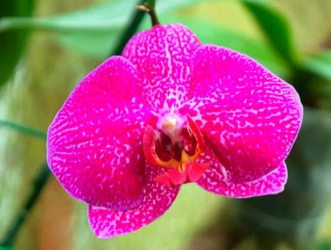Thailand Stock Photos