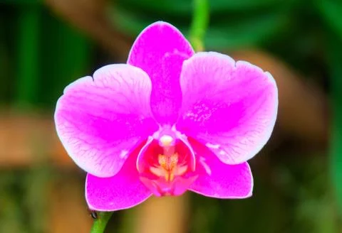 Thailand Stock Photos