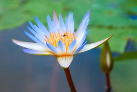 Thailand Stock Photos