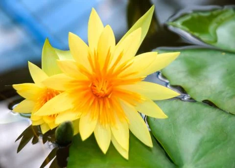 Thailand Stock Photos