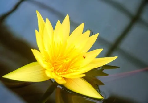 Thailand Stock Photos
