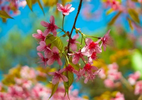 Thailand Stock Photos