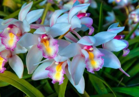 Thailand Stock Photos