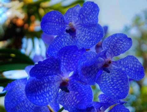 Thailand Stock Photos