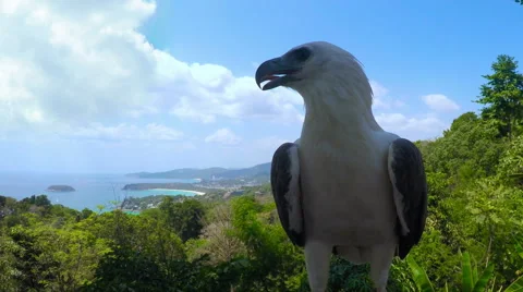 Thailand. Phuket. Eagle sits on tree closup camera front view. Karon beach. Stock Footage 62234363