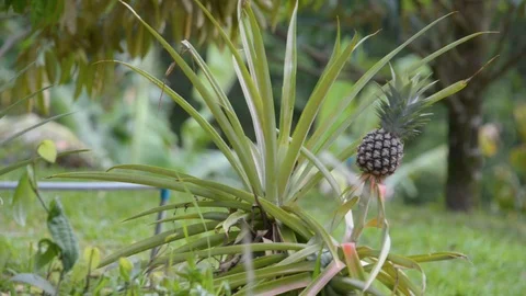 Thailand Pineapple Plant Stock Footage 114513213