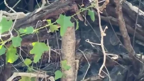 Thailand: Python caught in bushes swallowing family's pet dog Stock Footage 322150236
