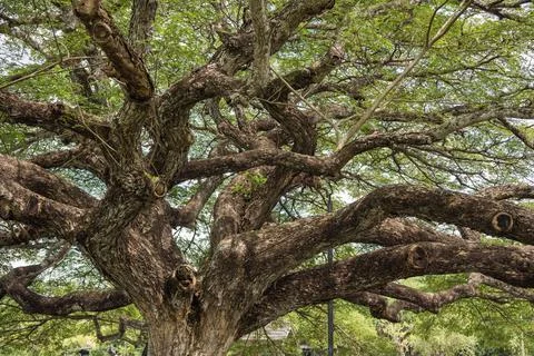THAILAND RAYONG GIANT MONKEY POD TREE Stock Photos