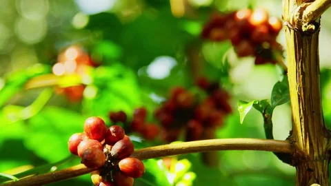 Thailand robusta coffee berries close-up 2 스톡 동영상 79548688