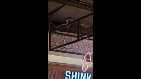 Thailand: Shoppers panic as python slithers onto shop roof inside mall Video stock 320929374