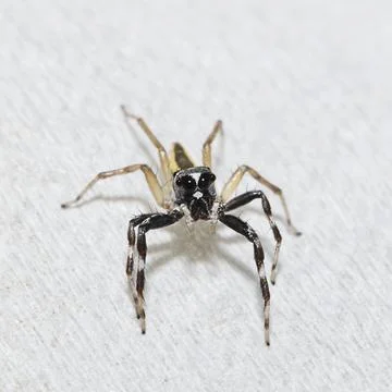 Thailand spider for pattern Stock Photos