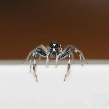 Thailand spider for pattern Stock Photos