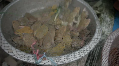 Thailand Street Market Frogs Stock Footage