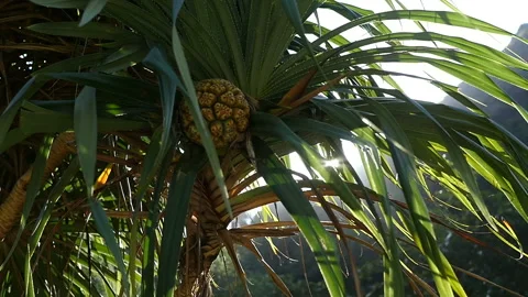 Thailand, the sun through a palm tree Stock-Footage 114056712