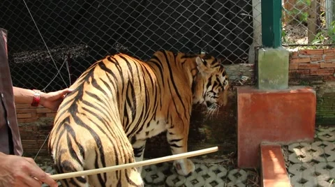 Thailand Tiger Stock Footage 64329911