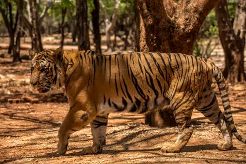 Thailand Tiger Foto stock