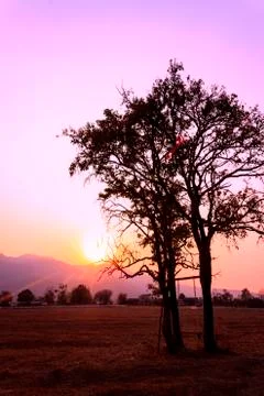Thailand tree sunset Stock Photos
