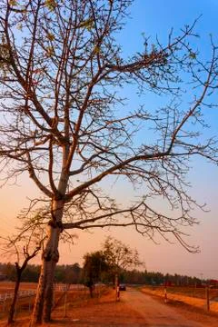 Thailand tree sunset Foto stock