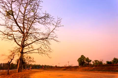 Thailand tree sunset Stock Photos