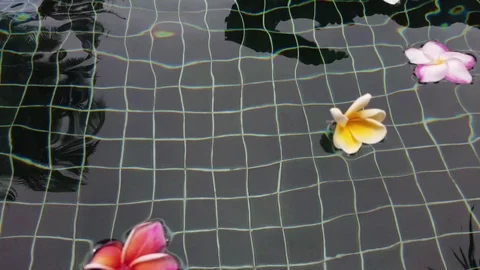 Thailand tropical flowers floating in a pool Stock Footage