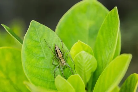Thailand's spider Stock Photos
