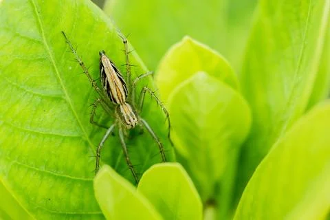 Thailand's spider Stock Photos