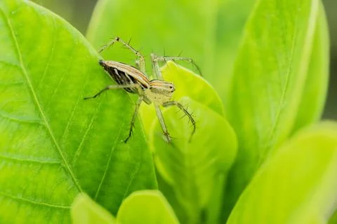 Thailand's spider Stock Photos