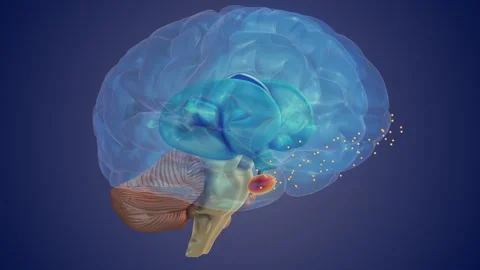 Thalamus Processing Sensory Signals for Brain Function 스톡 동영상 305497440