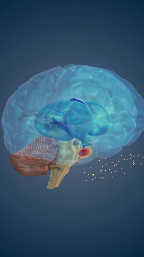 Thalamus Processing Sensory Signals for Brain Function 動画素材 333723236