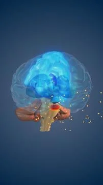 Thalamus Processing Sensory Signals for Brain Function Stock-Illustration