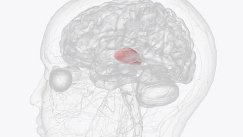 The thalamus is a small structure within the brain located just above Illustrazione stock
