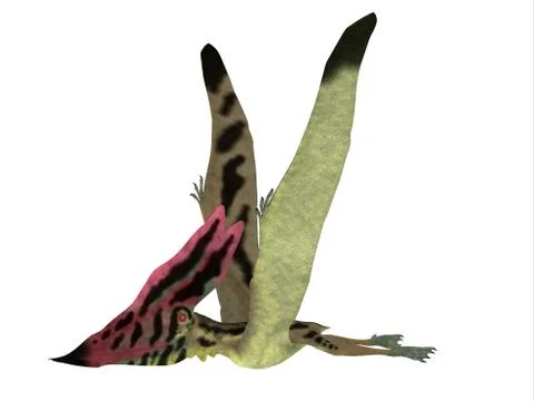 Thalassodromeus Pterosaur Side View Stock Illustration