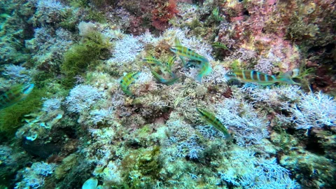 Thalassoma Pavo fish eats algae with sound - 4K - ProRes Stock Footage 156539846