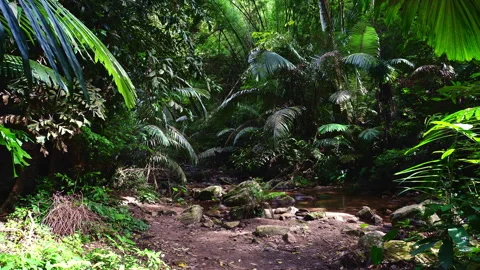 Tham Tarn Lod Noi Cave surrounded by lush green forest, Thailand. Stock Footage 282424437