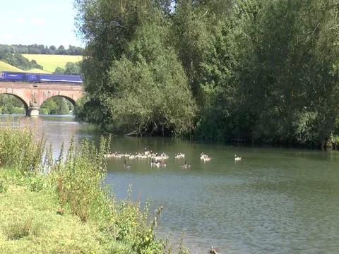 Thames River, Goring, UK, Ducks Swim Downstream, A Train Crosses the Bridge Video stock 76269500