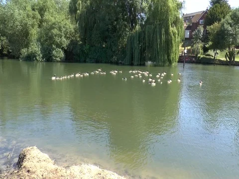 Thames River, Goring, UK, A Flock of Ducks Crosses the River Video stock 76269451