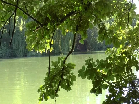 Thames River, Goring, UK, Reflected Sunlight Dances on an Overhanging Branche Video stock 76269477