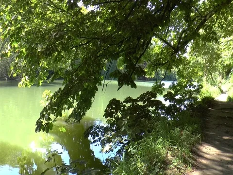 Thames River, Goring, UK, Reflected Sunlight Dances on the Leaves Video stock 76269504