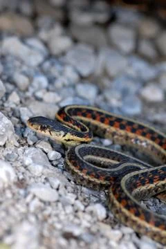 Thamnophis Stock Photos