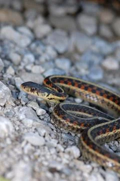 Thamnophis Stock Photos