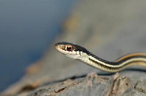 Thamnophis sauritus Stock Photos
