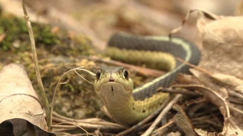 Thamnophis tongue Stock Footage 111054806
