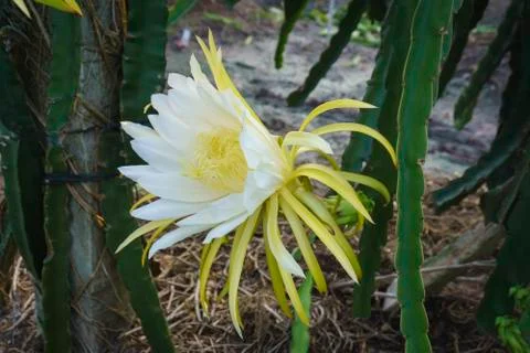 ThanhLong Flower Stock Photos