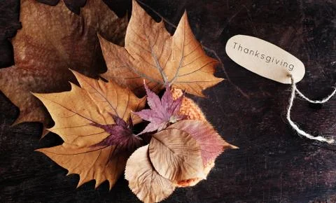 Thanksgiving background with dried maple leaf Stock Photos